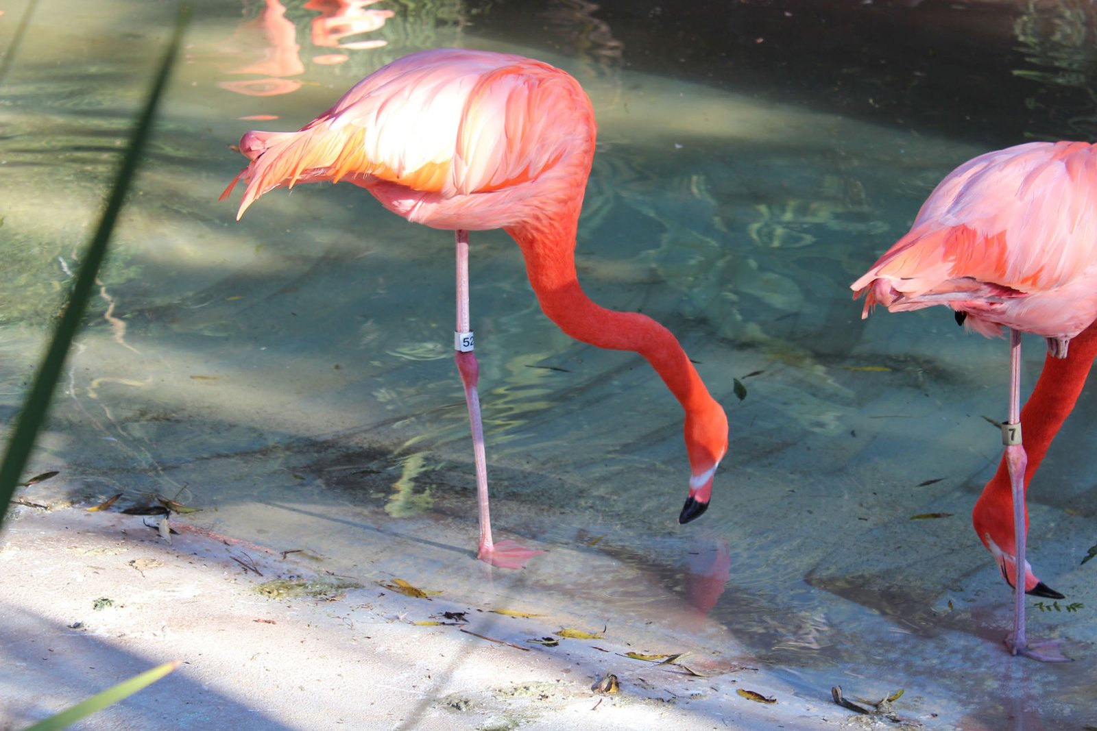 San Diego Zoo Part II 086